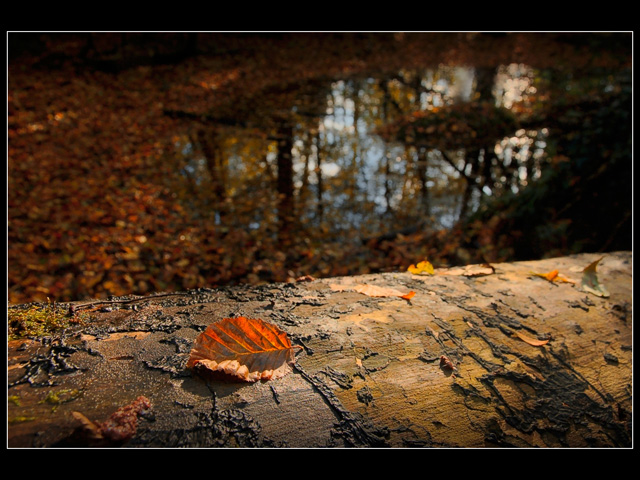 M2pdi 1 LEAF GLOW by Terry Mann