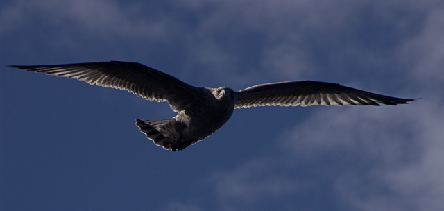 M2pr 3 Backlit Gull by Anthony Timmins