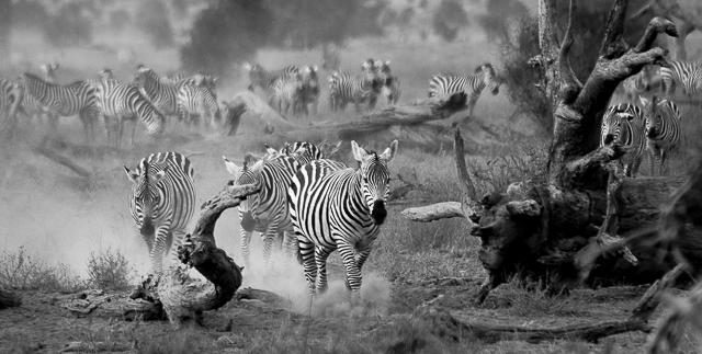 Zebras on the Move by Anthony Timmins
