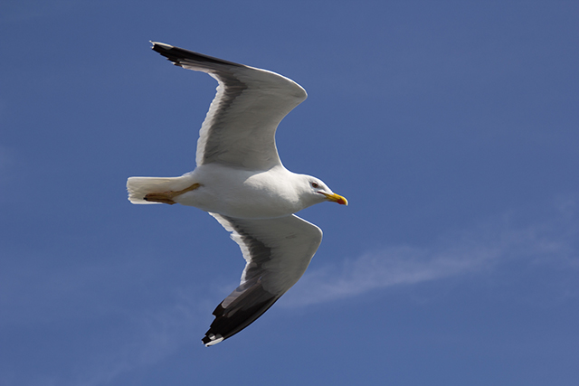 BPDI2 Flying High by Keith Watson