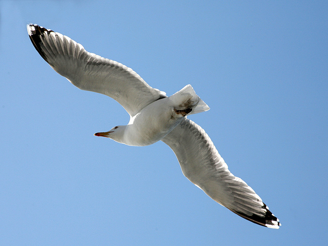 BPDI3 In Flight by Douglas Wright