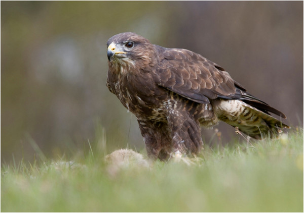 LBUZZARD WITH CARRION by Phil Lindley