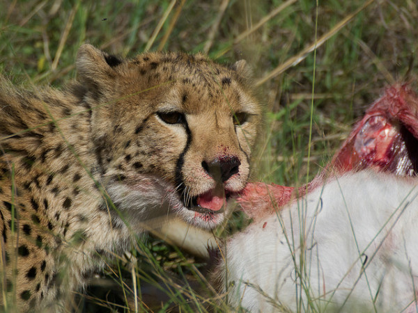 LCHEETAH WITH KILL by Anthony Timmins