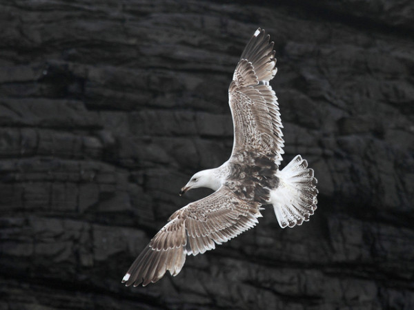 LJUVENILE GREATER BLACK BACKED GULL by Judy Longthorn