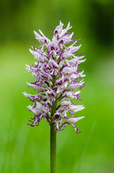 LMONKEY ORCHID by Brian Sherwin