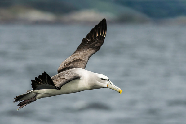 LWHITE CAPPED ALBATROSS by Mark Varney