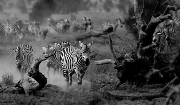 LZEBRAS ON THE MOVE by Anthony Timmins
