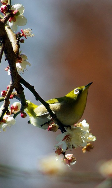 1st - White Eye by Kevin Hutt