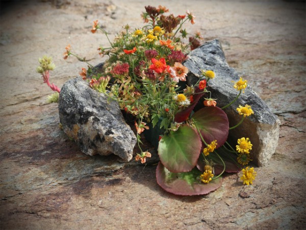 2nd - Alpine Rock Garden by Douglas Wright