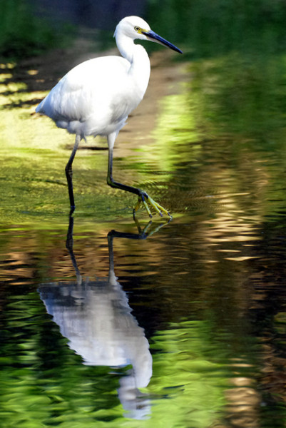 1st - Wading Through by Kevin Hutt