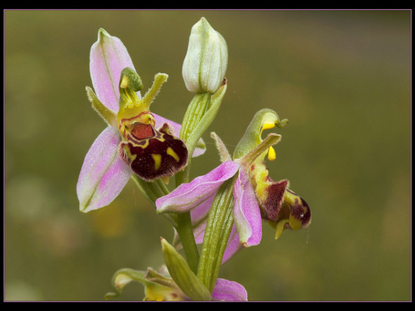 3rd= - Bee Orchid by Terry Mann