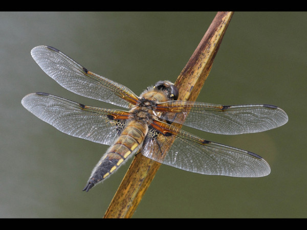 1st - Four Spotted Chaser by Judy Longthorn