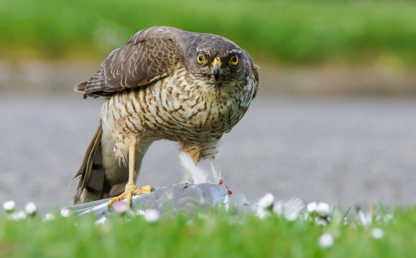 2nd - Sparrowhawk with Prey by Bob Mercer
