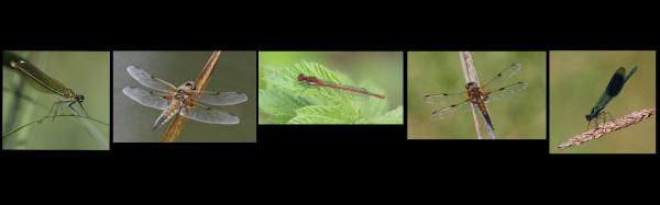 1st - Damsels and Dragons by Judy Longthorn