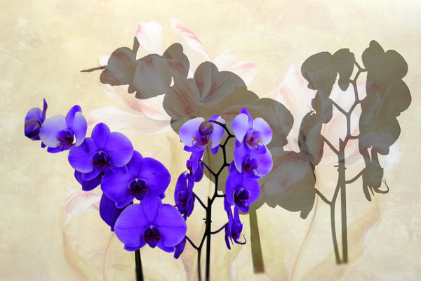 3rd - Orchid Shadow by Albert Watts