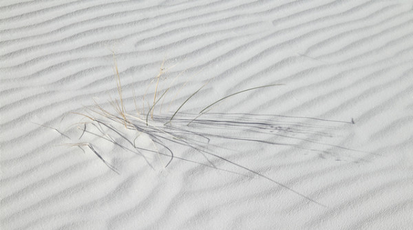 2nd - White Sands Grass by Judy Longthorn