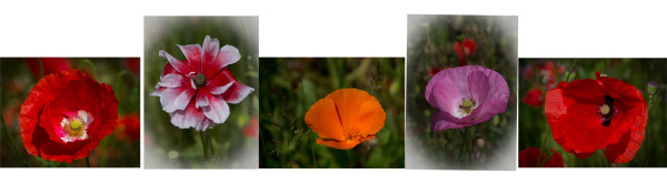 Poppies by Anthony Timmins