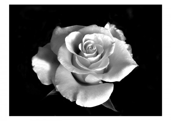 Hybrid Tea Rose by Albert Watts