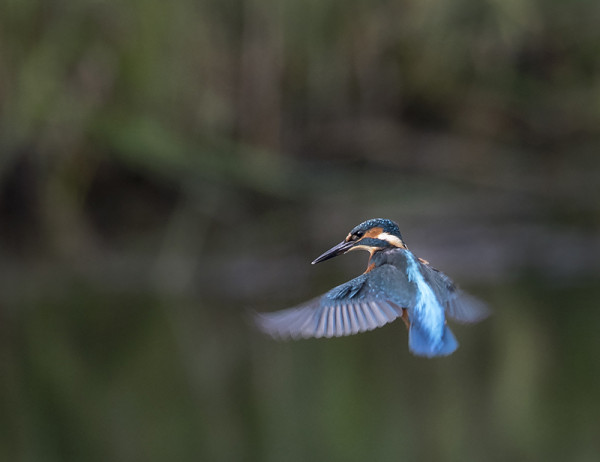1st - Kingfisher Hovering by Judy Longthorn