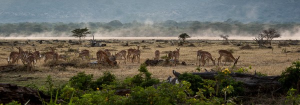 Imparla by Anthony Timmins