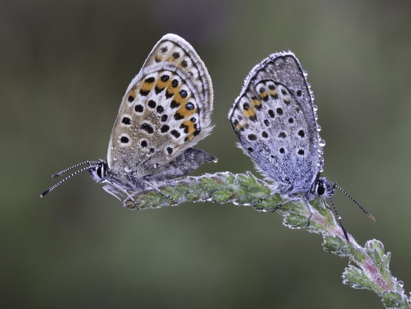 Silver Studded Blues by Judy Longthorn