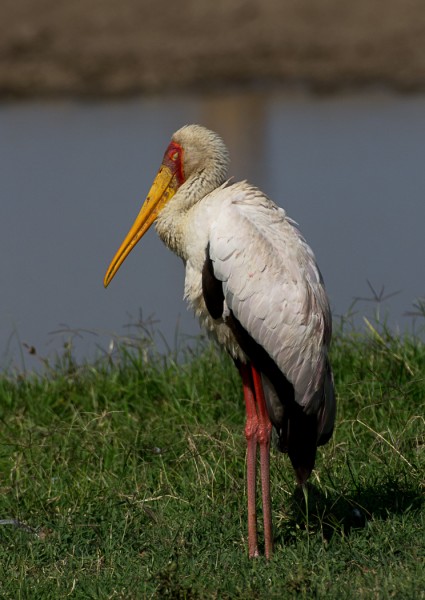 Yellow-billed Stork by Anthony Timmins