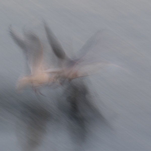 Ghost Gulls by Judy Longthorn