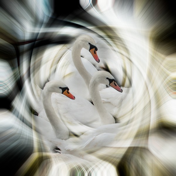 PRINT I saw three swans by Mike Parmee LRPS CPAGB