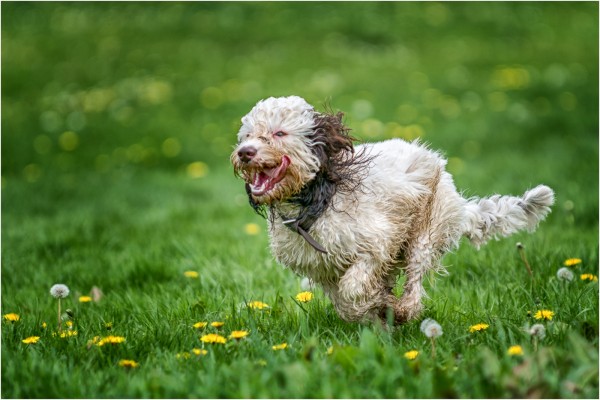 ON THE RUN by Mark Varney