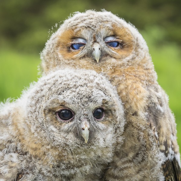 Baby Tawny Owls