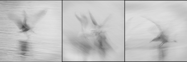 Phantoms by Judy Longthorn