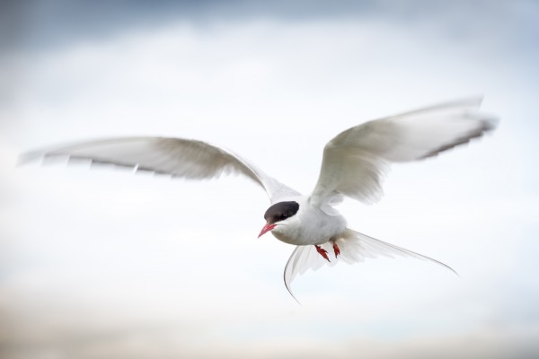 Arctic Turn by Keith Watson