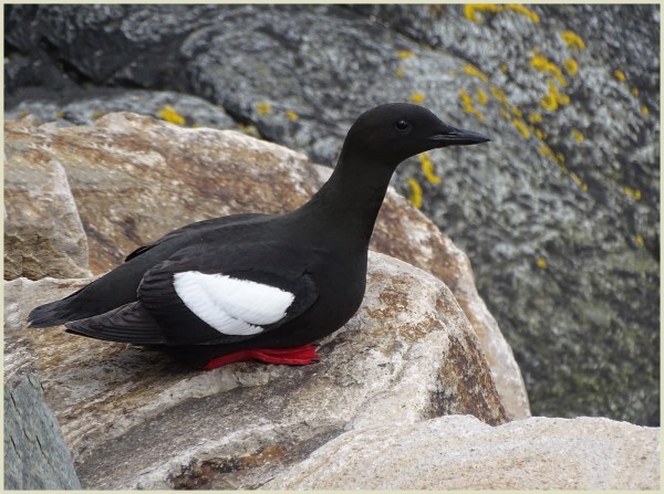 Black Guillemot by Jean Sutton