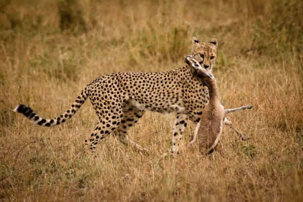 Cheetah with Killby Anthony Timmins