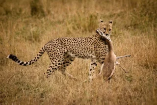 Cheetah with Killby Anthony Timmins 600x402