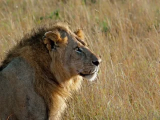 Lion Masai Mara by Anthony Timmins 600x450