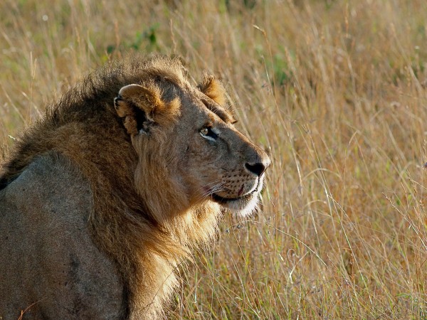 Lion - Masai Mara by Anthony Timmins