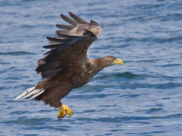 White Tailed Eagle Hunting by Phil Lindley