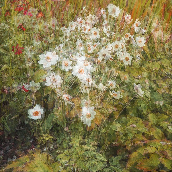 ANENOMES by Eric Tatham