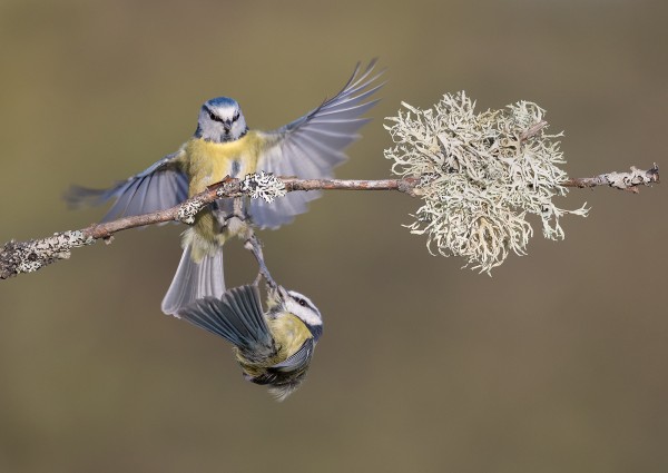 Print Bluetit Dispute by Judy Longthorn