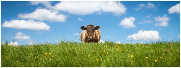 President's Trophy Competition for the best projected image 3 BUTTERCUPS AND DAISY by Eric Tatham 2