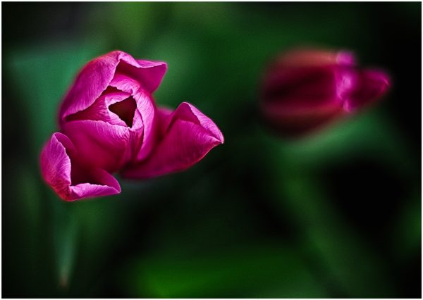 PRINT Tulips Pink by Ken Garside.jpg