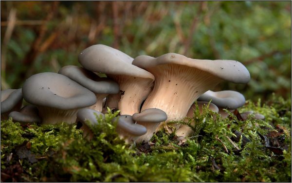 OYSTER MUSHROOMS by Terry Mann