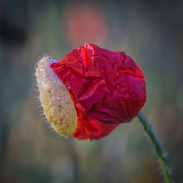 POPPY EMERGENT by Eric Tatham