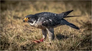 Peregrine Falcon Covetting 600x338