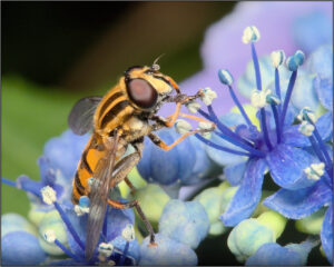 THE FOOTBALLER HOVERFLY print by Terry Mann