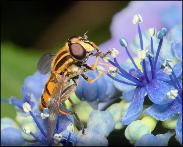 THE FOOTBALLER HOVERFLY print by Terry Mann