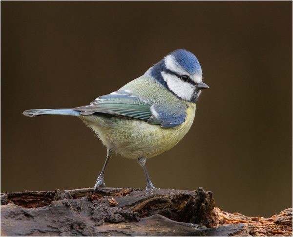 bluetit by phil lindley