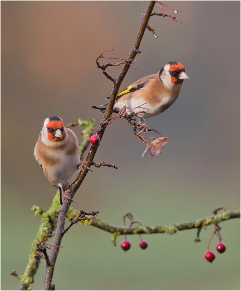 goldfinches by phil lindley