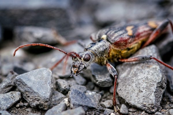 print longhorn beetle rhagium bifasciatum by ken monk